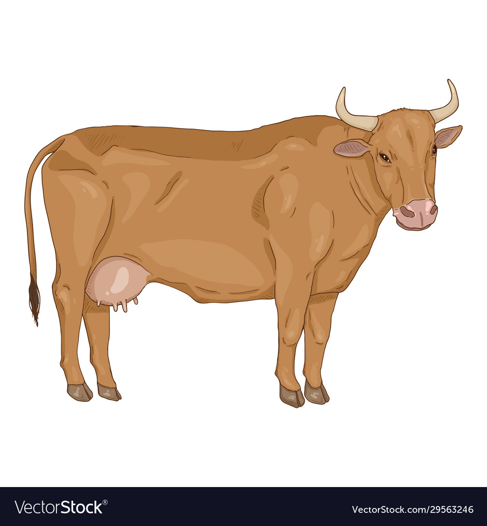 Cartoon brown cow comics style