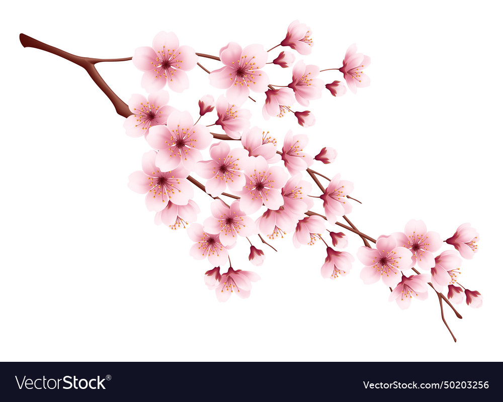 Pink cherry blossom flower branch Royalty Free Vector Image