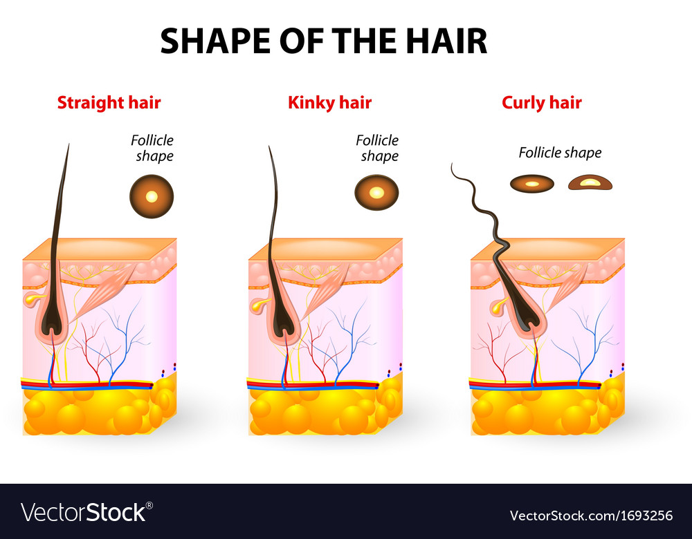 Types Of Hair Royalty Free Vector Image Vectorstock