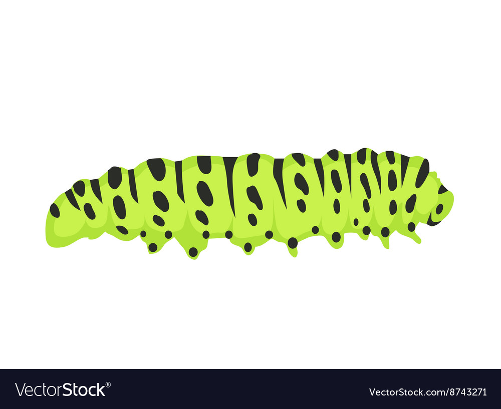 Macro of green caterpillars isolated on white