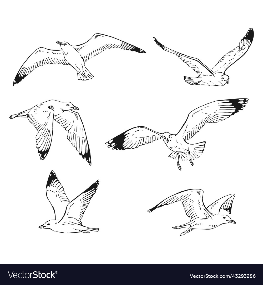 Set of hand drawn seagulls outline line art style