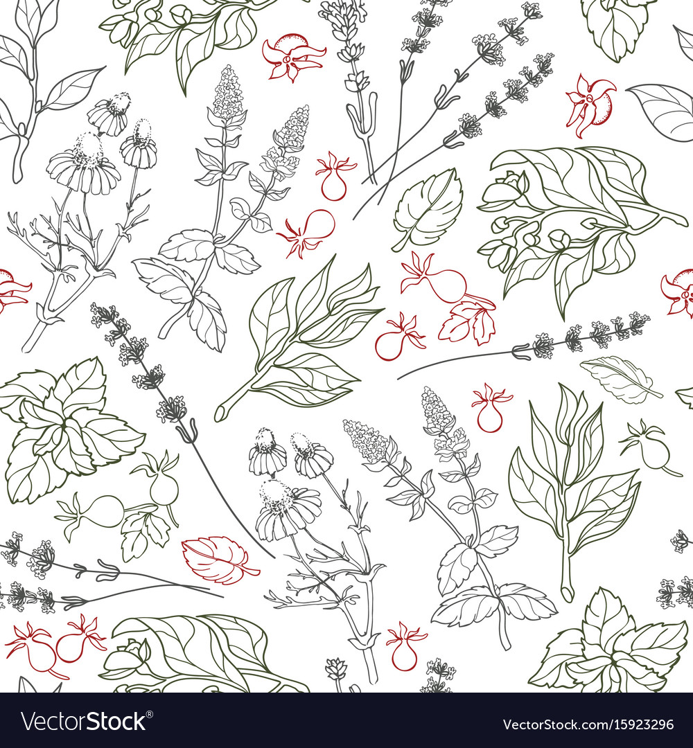 Herbs seamless pattern herbal botanical outline