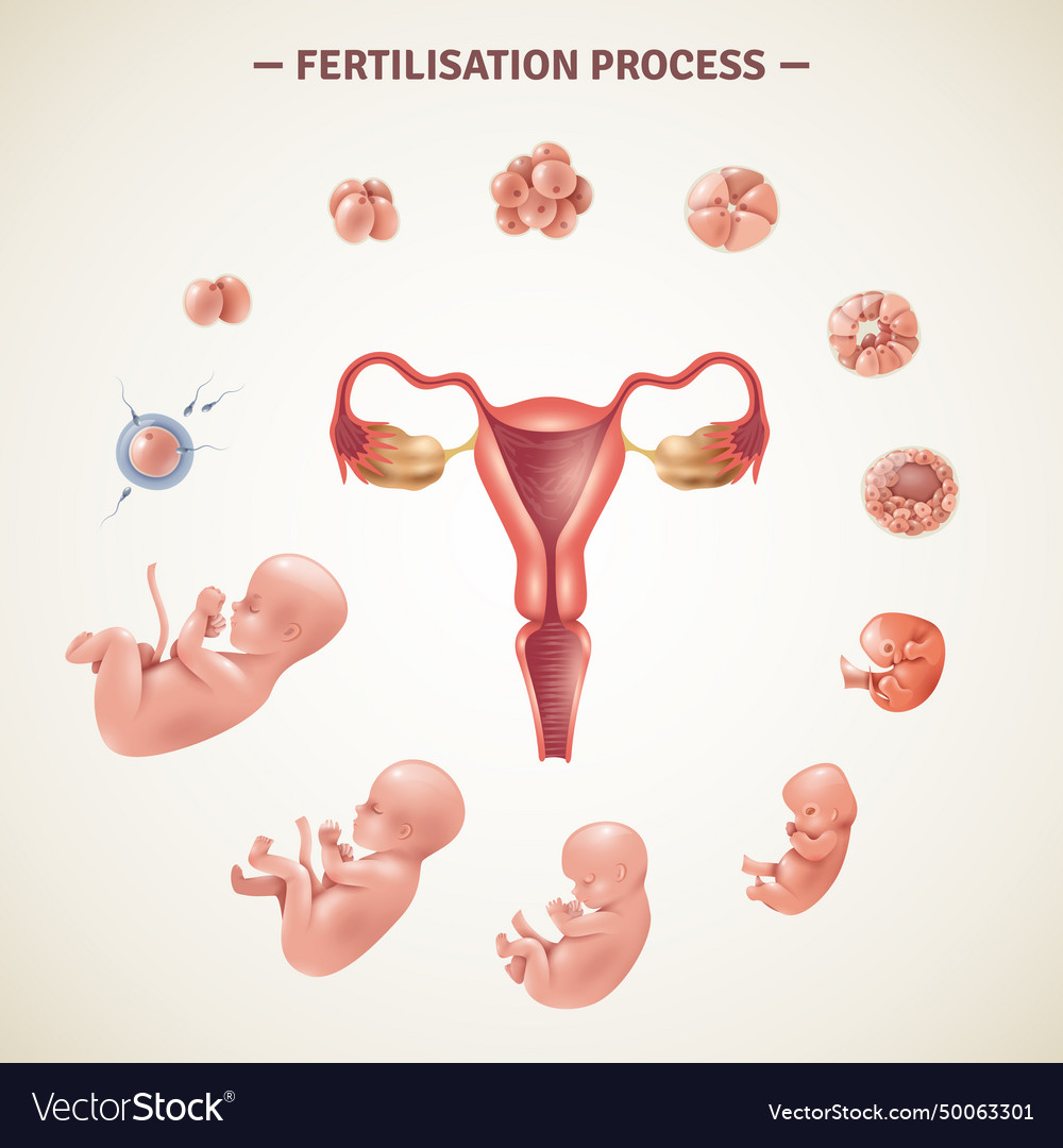 Human fertilization process poster Royalty Free Vector Image