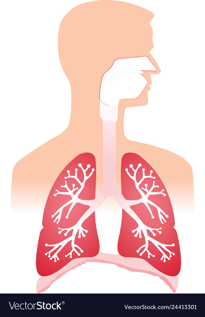 Lungs Royalty Free Vector Image - VectorStock