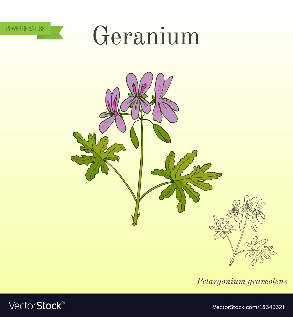 Geranium or pelargonium medicinal and aromatic