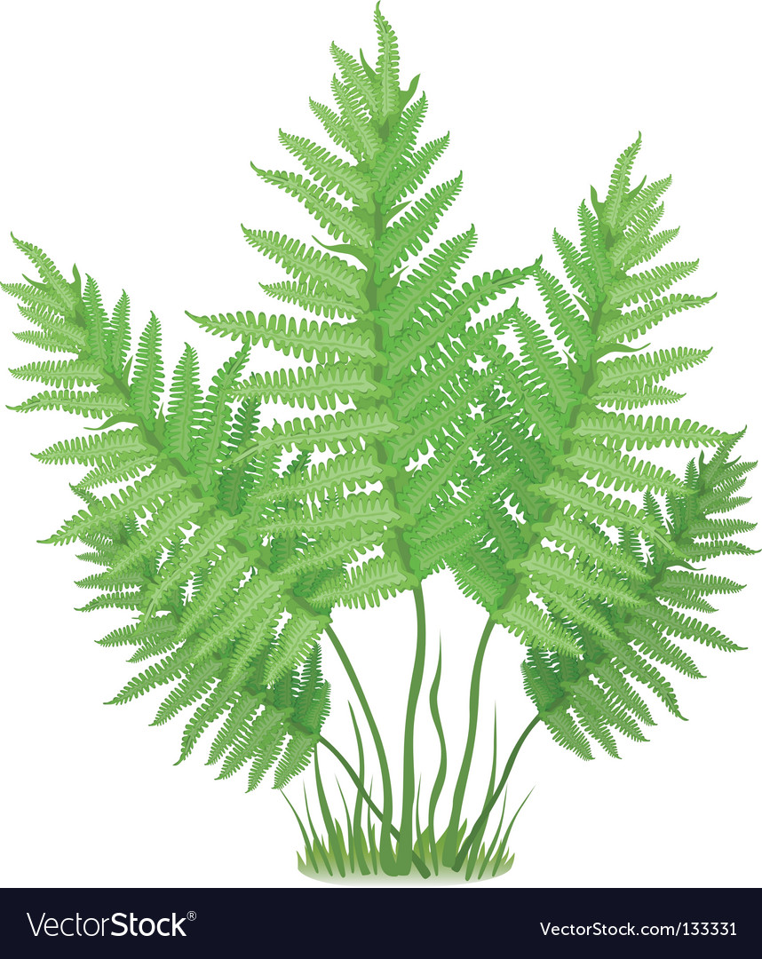 fern illustration vector free download