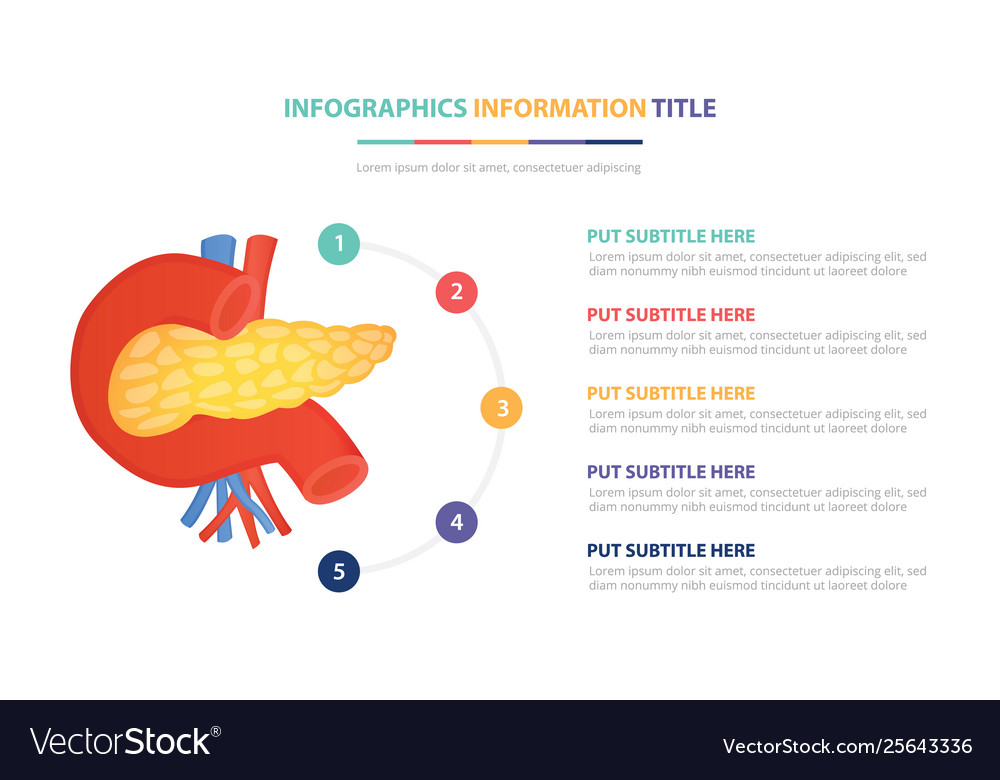 Human Pancreas Anatomy