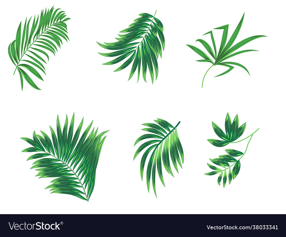 Tropical palm leaves set on white background