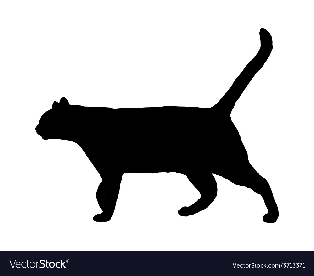 Cat on white Royalty Free Vector Image - VectorStock