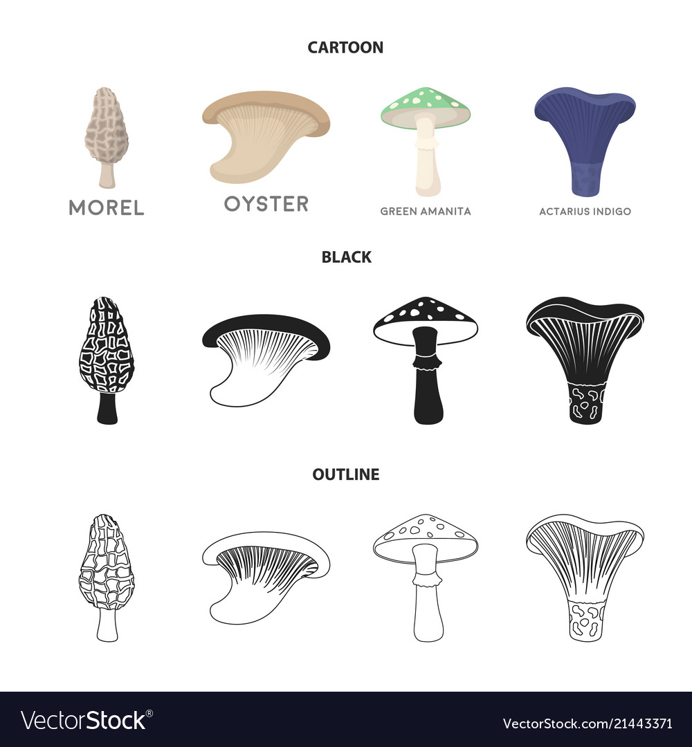 Morel oyster green amanita sagittarius indigo Vector Image