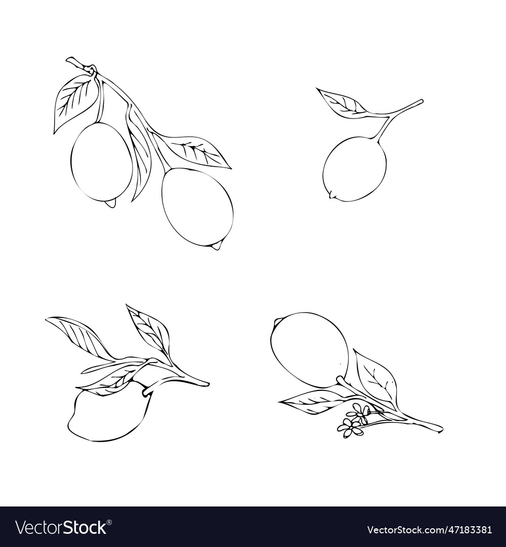 Outline lemons in the technique of sketch