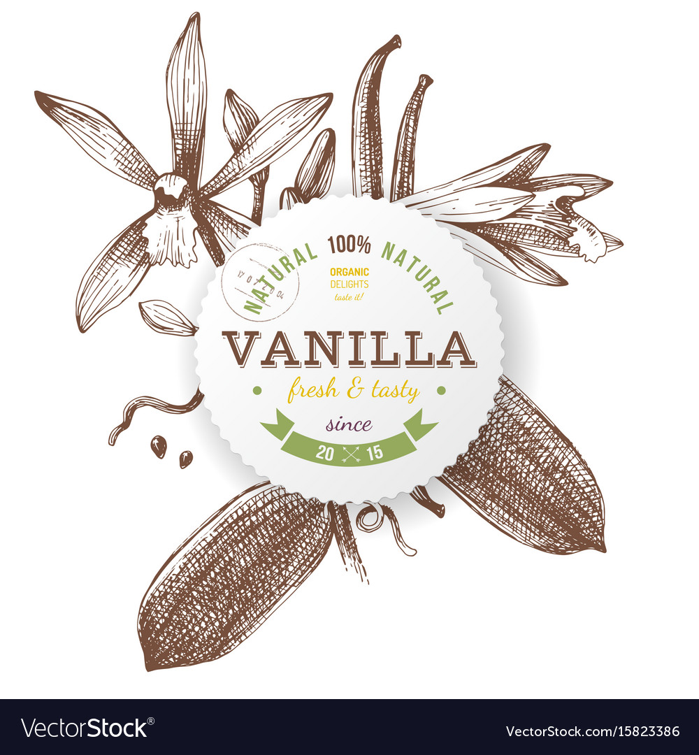 Label with type design and vanilla plant Vector Image