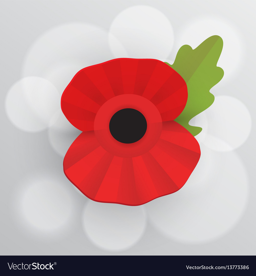 remembrance poppy vector