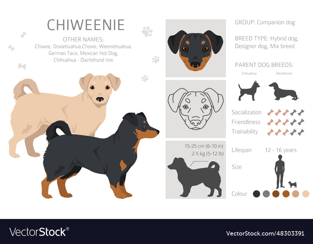 Chiweenie clipart chihuahua dachshund mix Vector Image