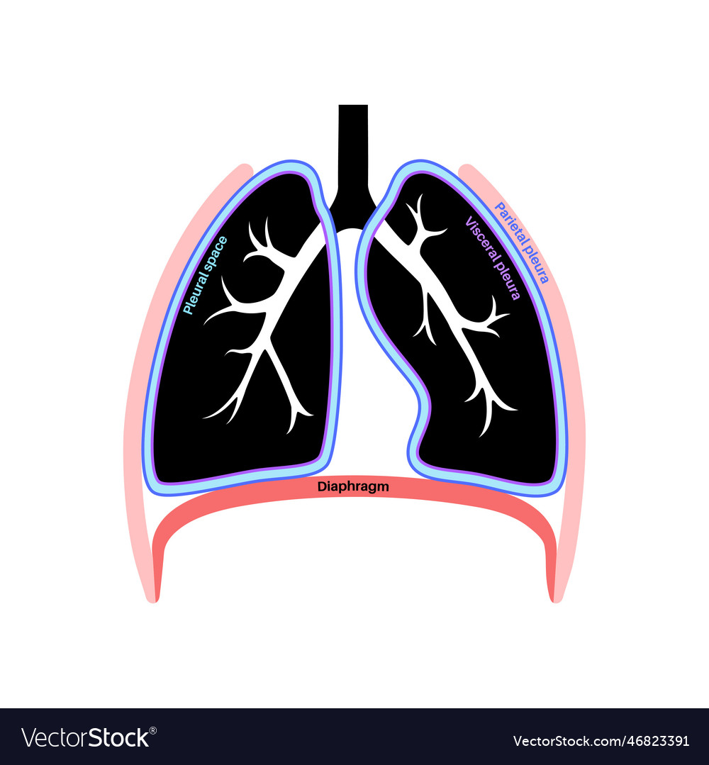 Pleura anatomical poster Royalty Free Vector Image