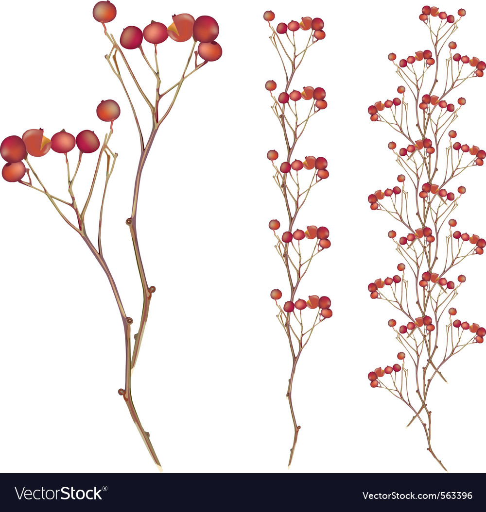 Autumn red berry tree Royalty Free Vector Image
