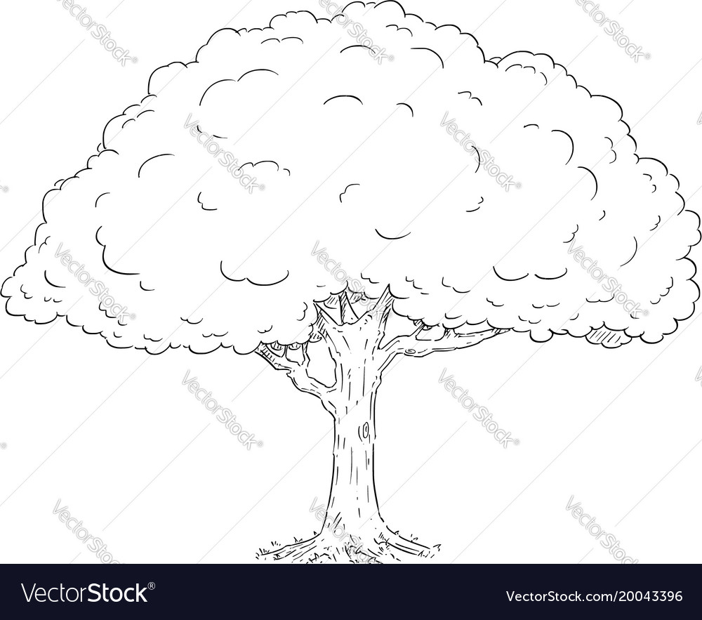 Cartoon drawing of tree Royalty Free Vector Image