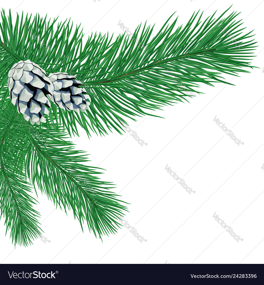 Pine branch with cones