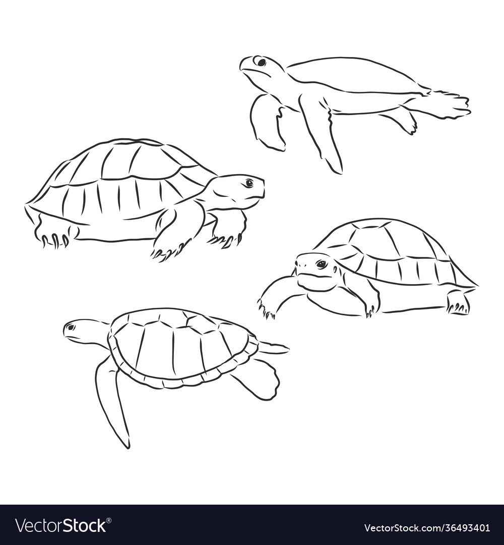 Turtle line art coloring book animal Royalty Free Vector