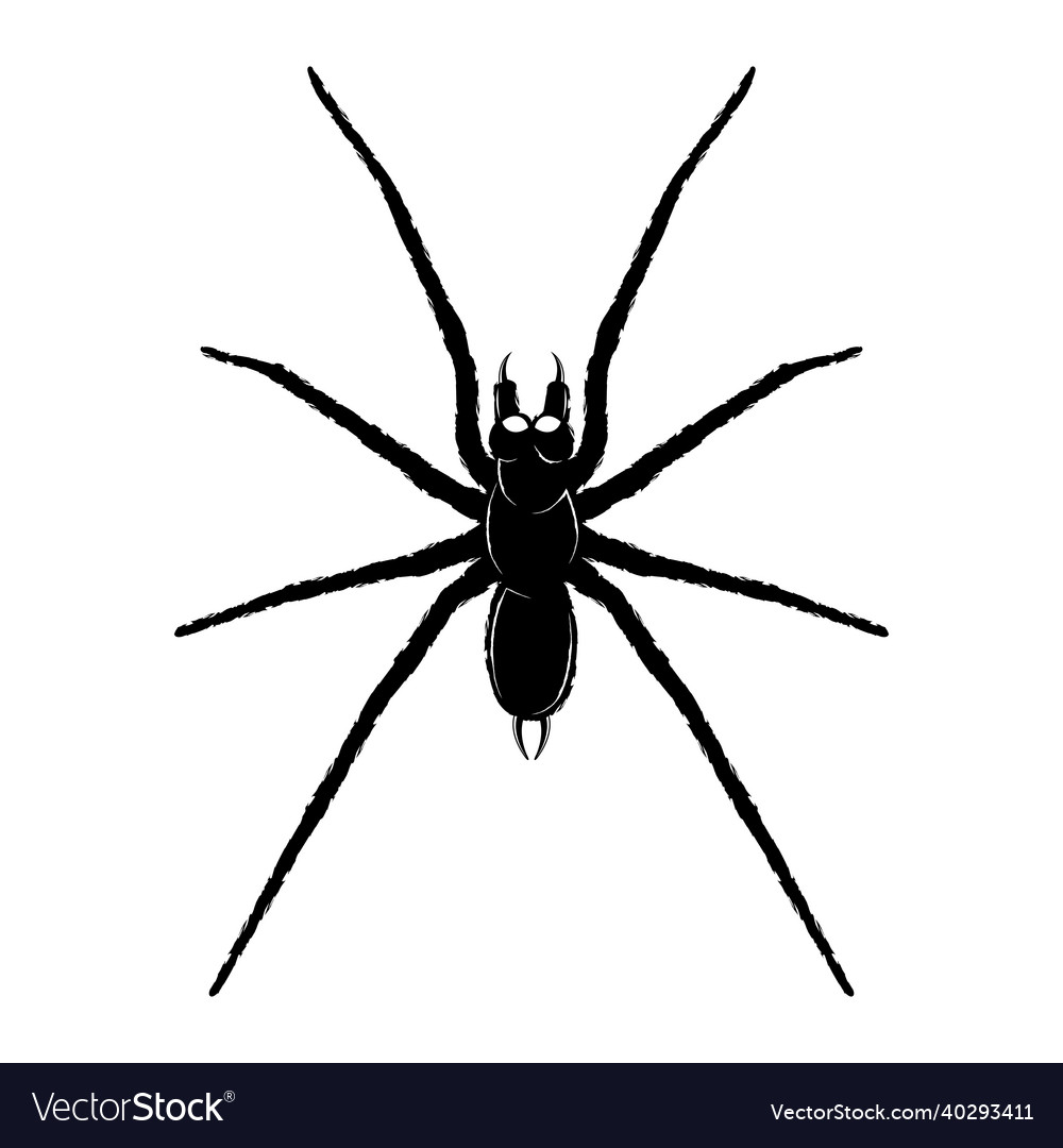 Spider 0001 Royalty Free Vector Image - VectorStock