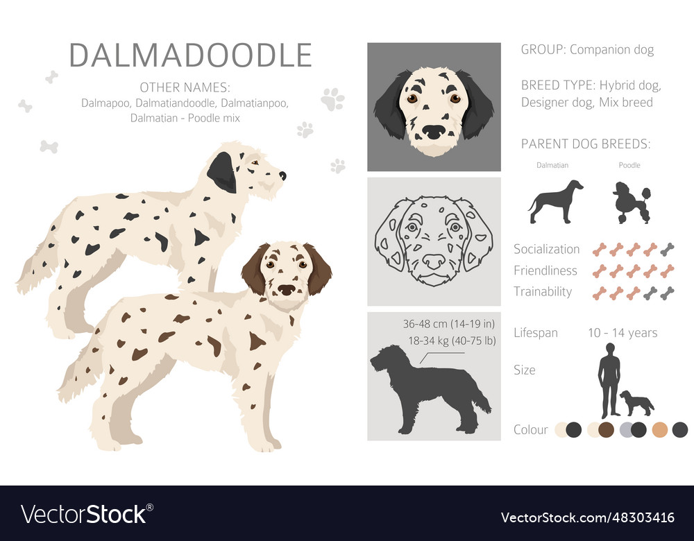 Dalmadoodle clipart dalmatian poodle mix