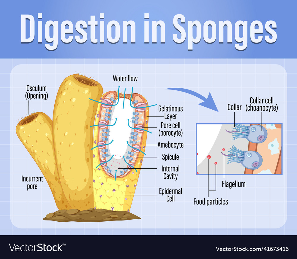 sponge diagram