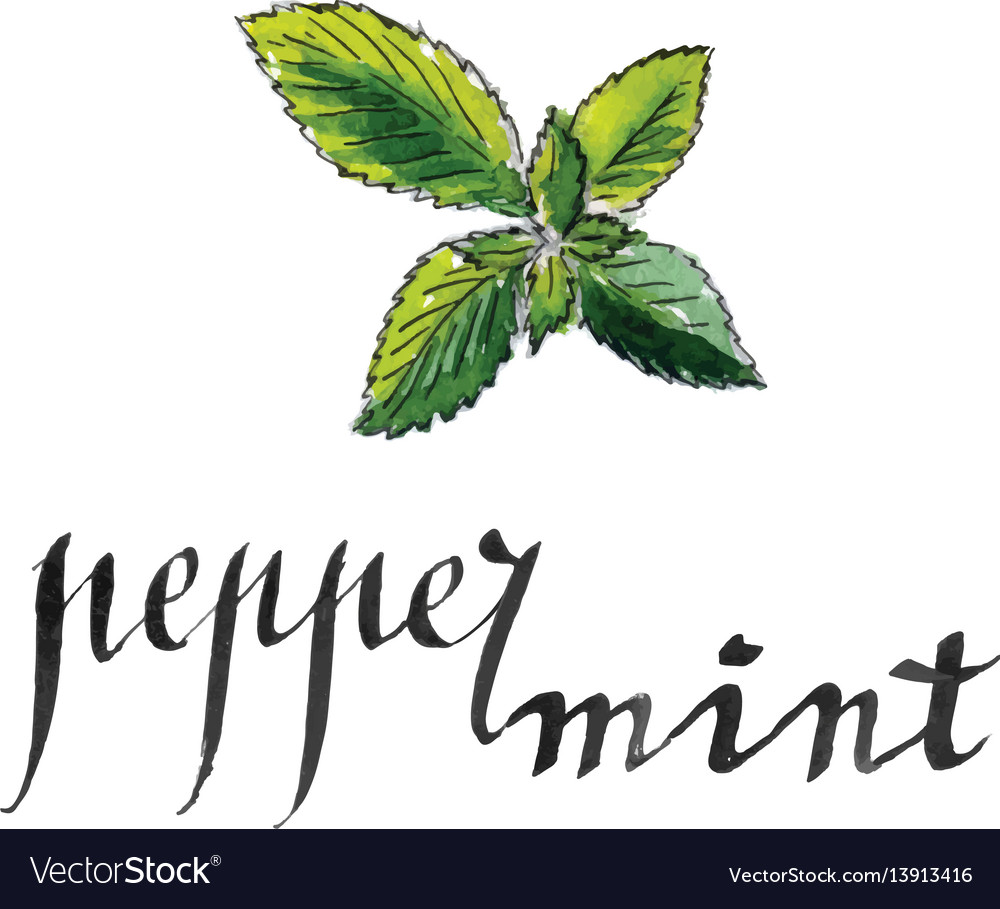 Fresh peppermint leaves Royalty Free Vector Image