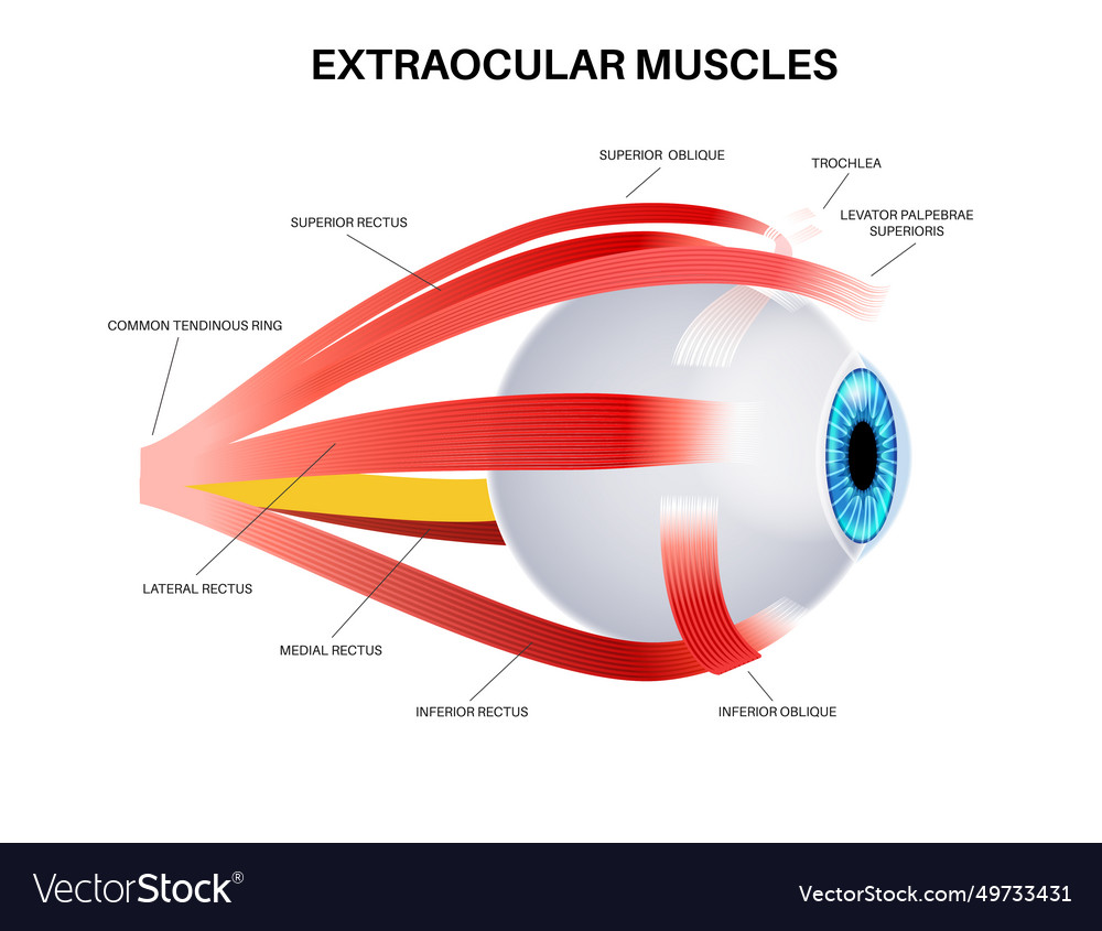 Extraocular muscles anatomy