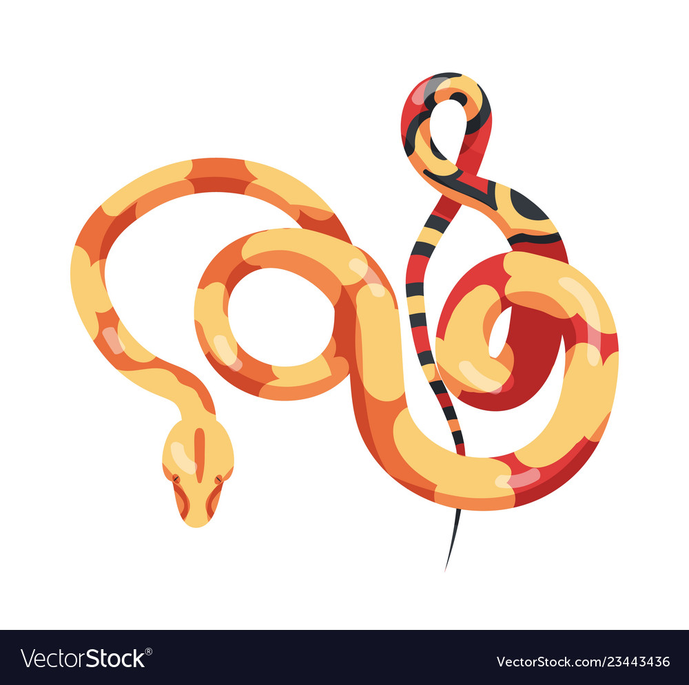 Gorgeous sinuous snake isolated on white Vector Image
