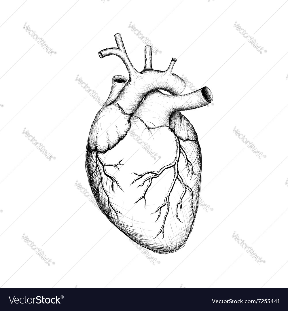 Human heart stock Royalty Free Vector Image - VectorStock