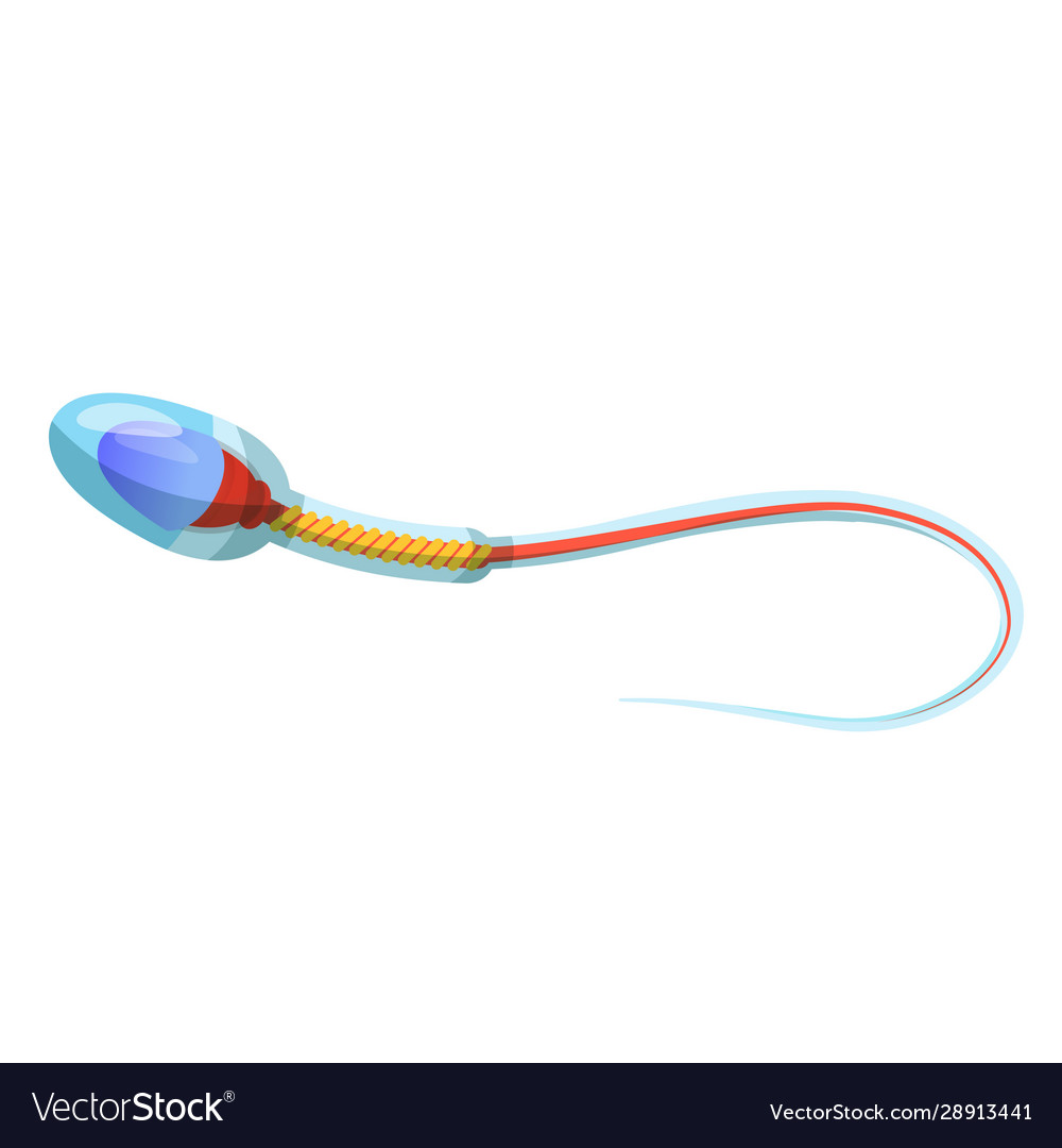 Sperm cell anatomy educational flat Royalty Free Vector