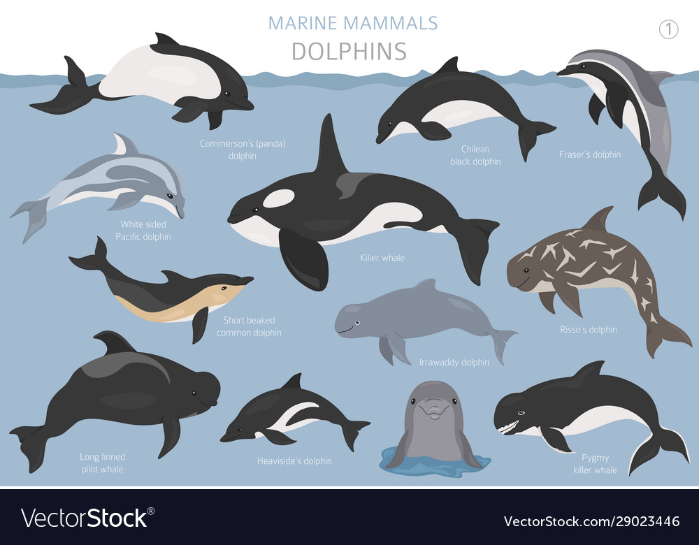 Dolphins set marine mammals collection cartoon