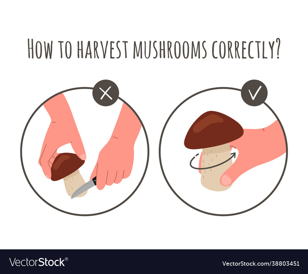 Harvestpicking mushrooms cutting