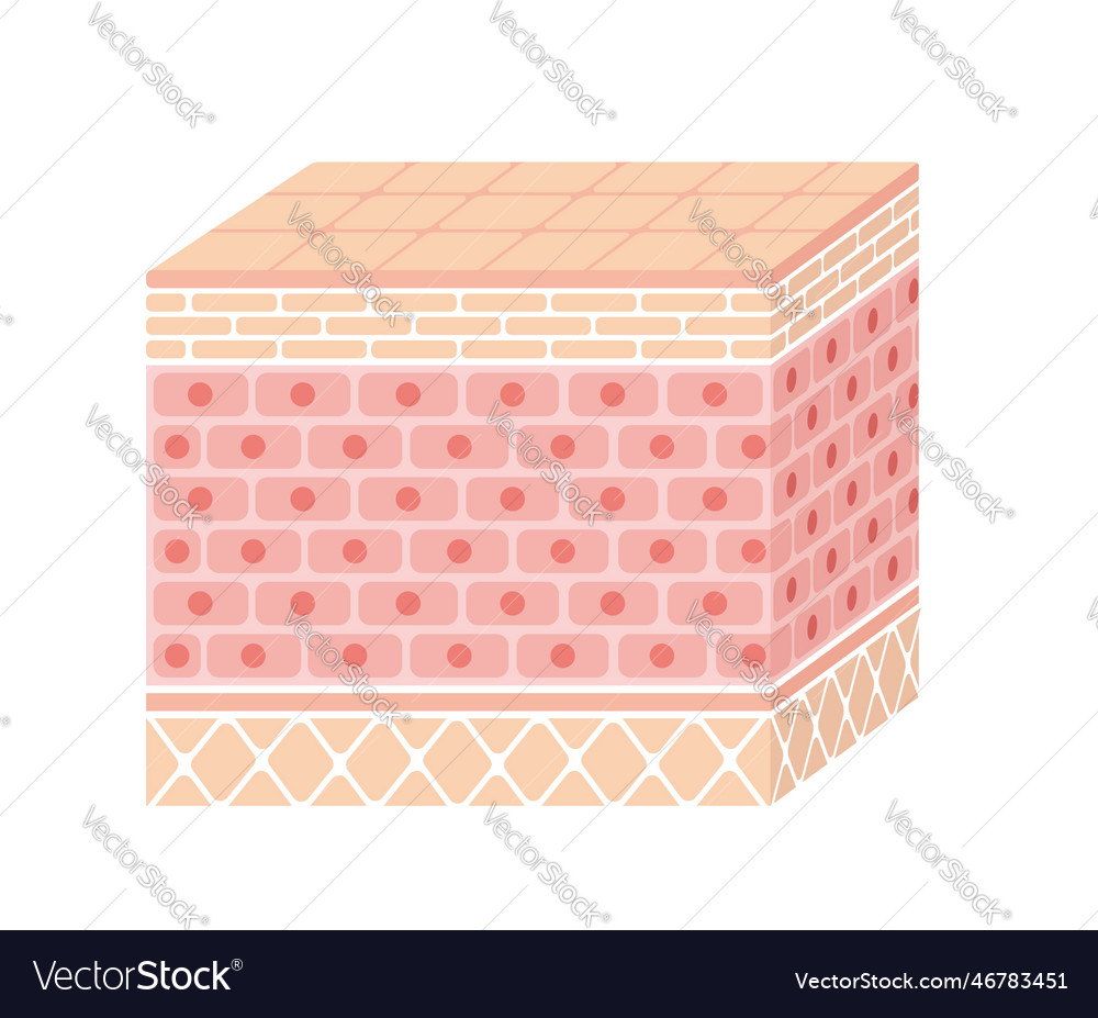 Layer of human skin Royalty Free Vector Image - VectorStock