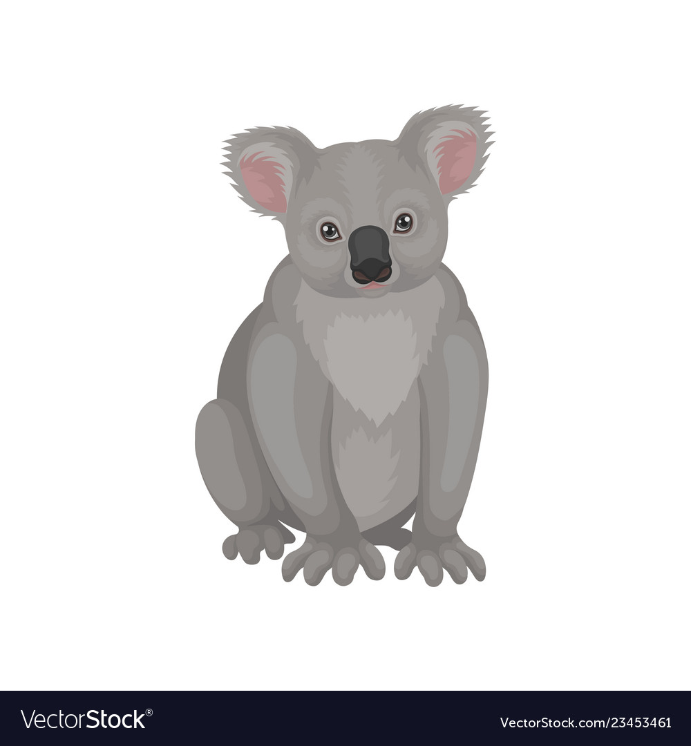 flat out bear koala