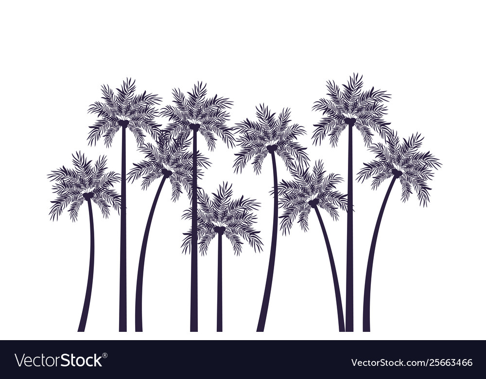 Palm tree with coconut in white background