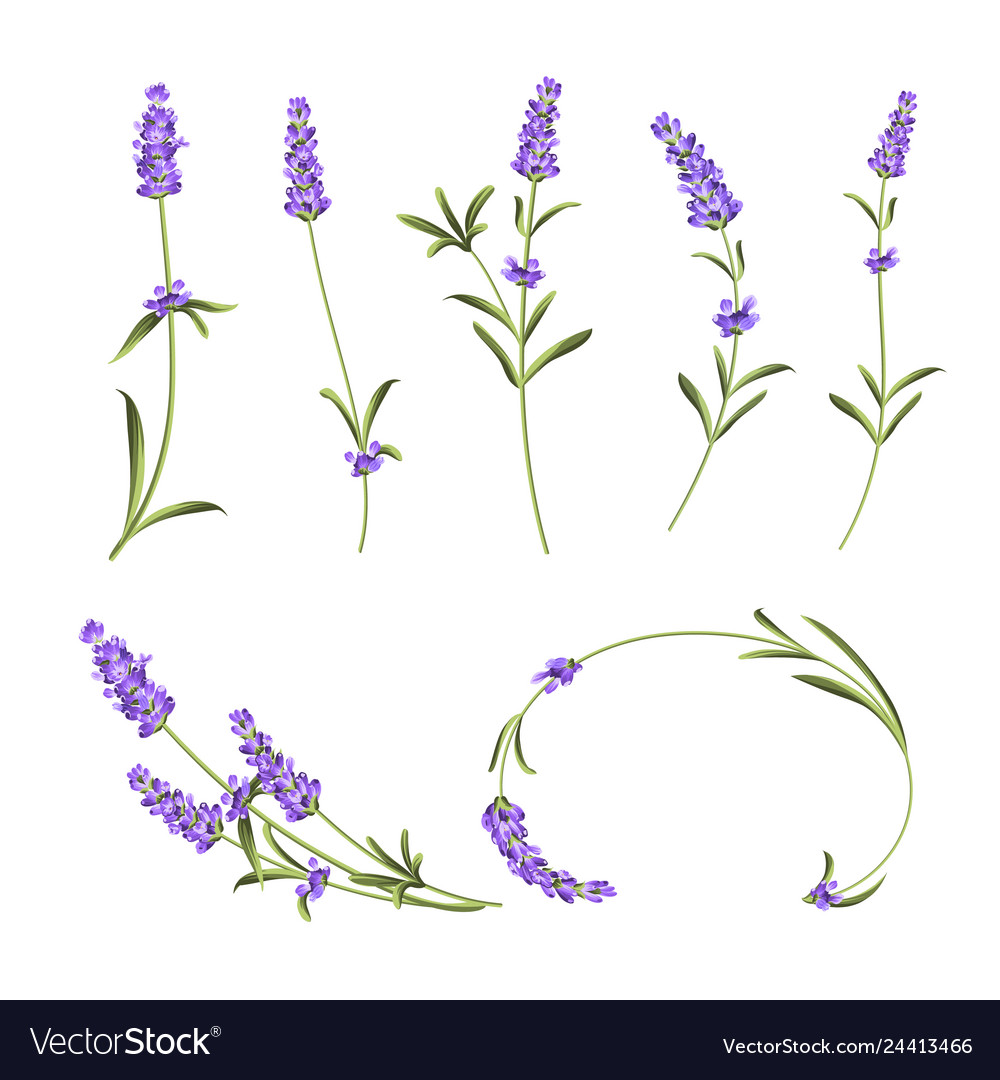 Provence flowers collection set of lavender Vector Image