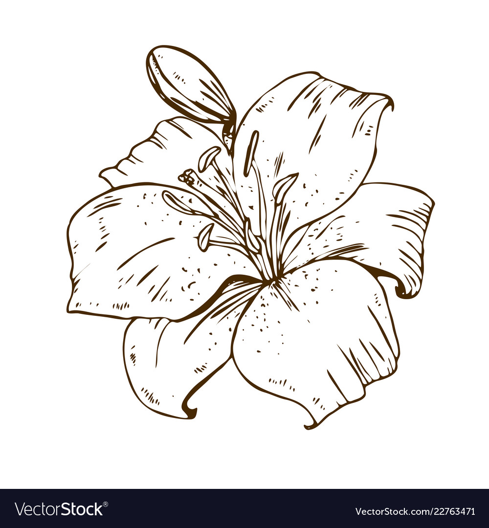 Beautiful contour lily flower of big lily Vector Image