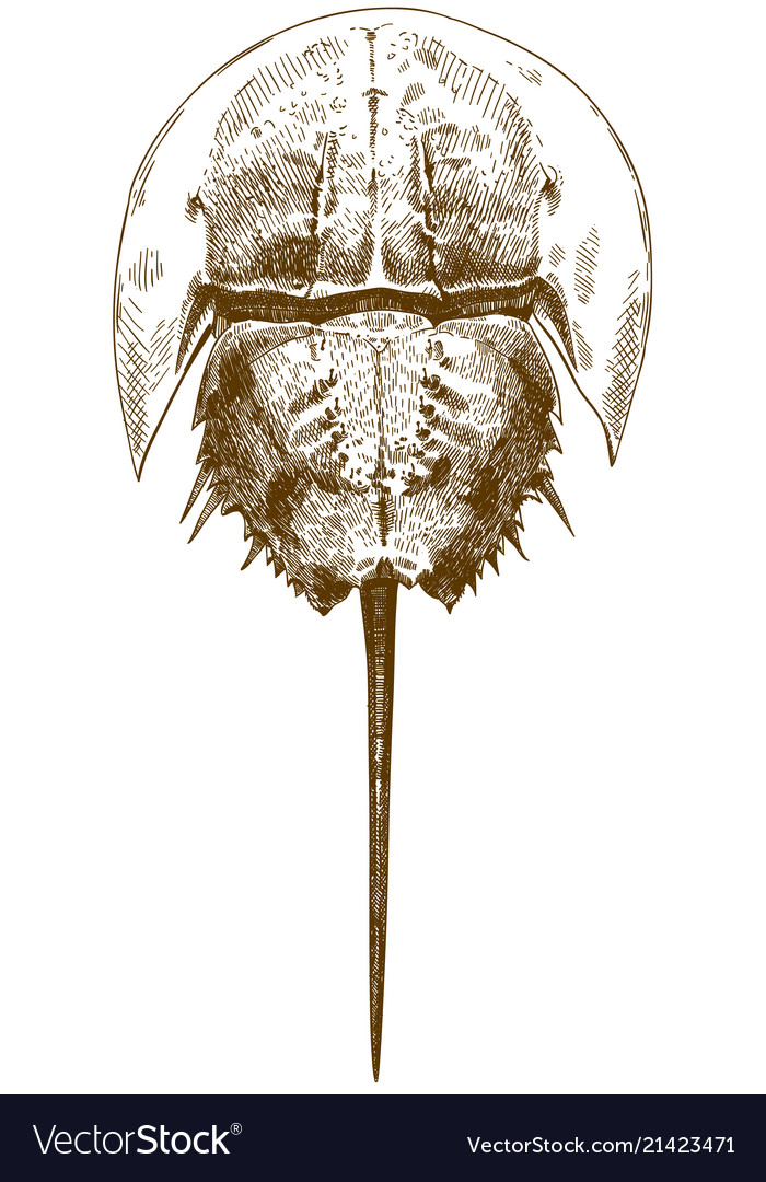 Engraving drawing of horseshoe crab top view Vector Image