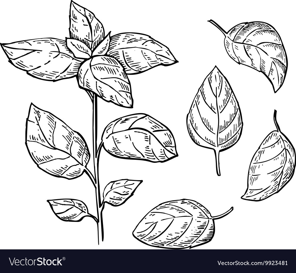 Basil drawing set isolated plant Royalty Free Vector Image