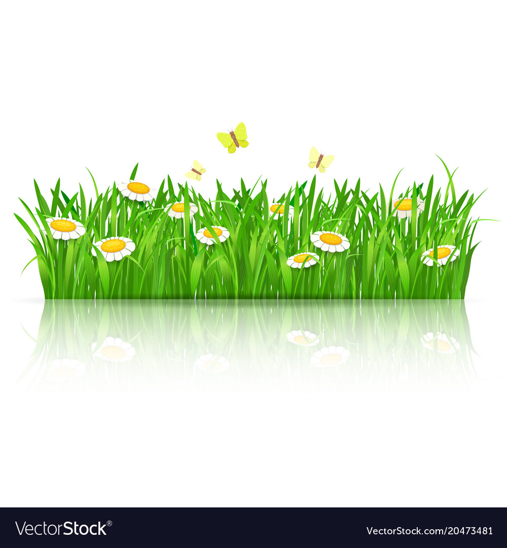 Summer field of flowers with butterflies Vector Image