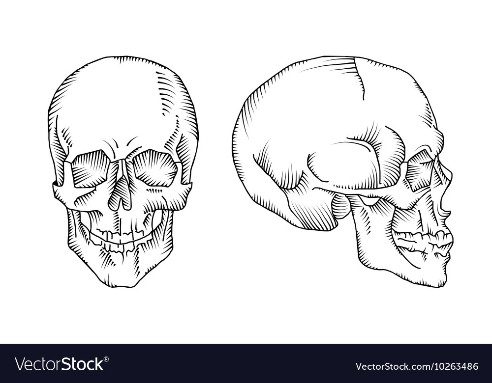Череп человека вид сбоку рисунок
