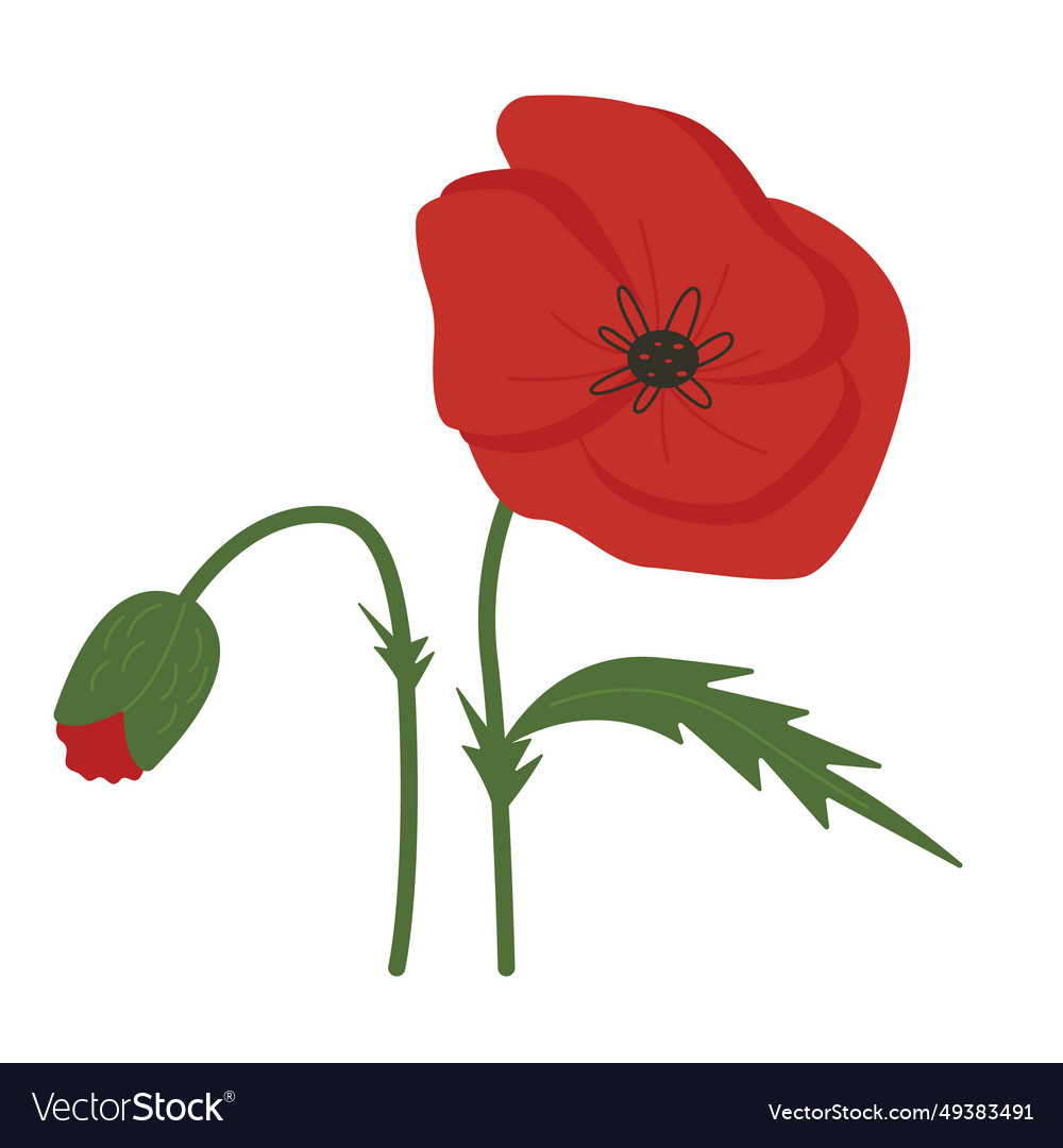 Red poppy flower isolated on white background Vector Image