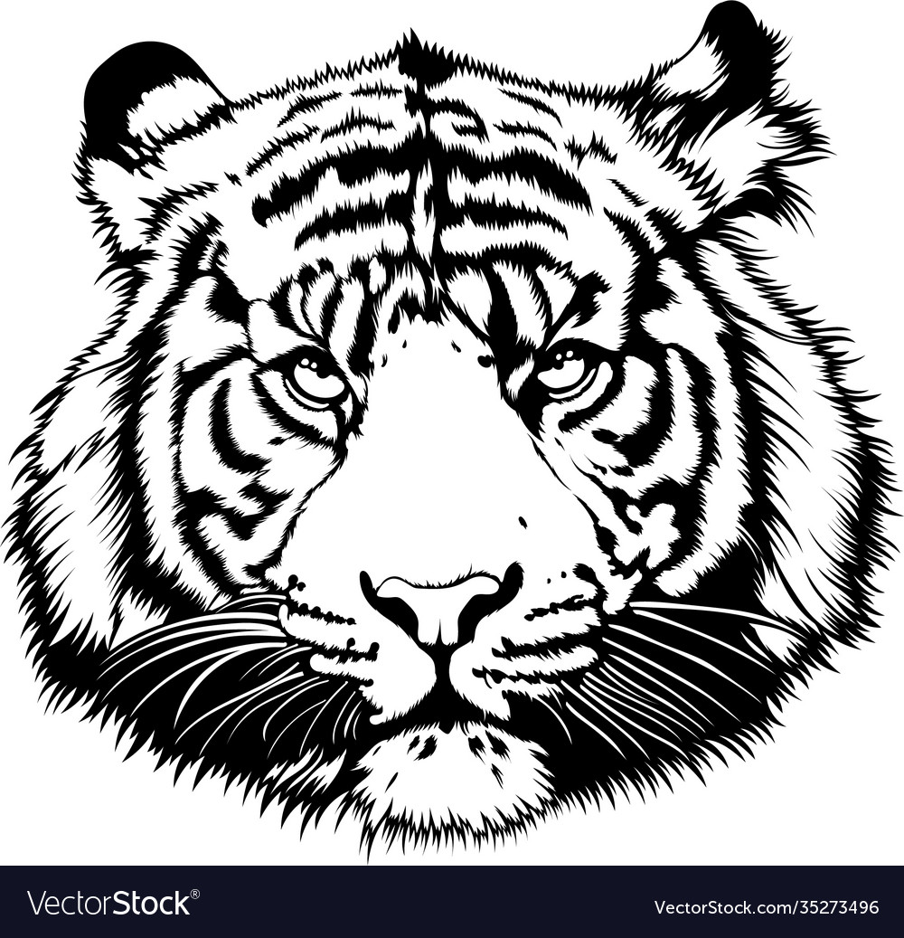 Tiger Royalty Free Vector Image - VectorStock