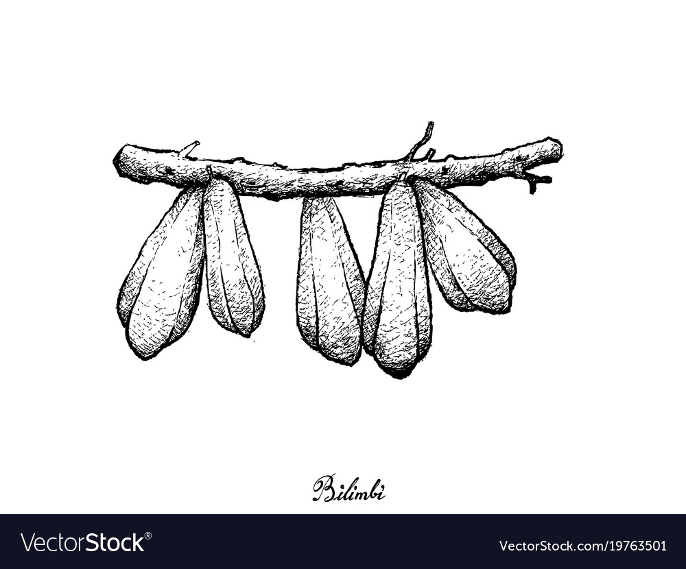 Hand drawn of bilimbi fruits on white background