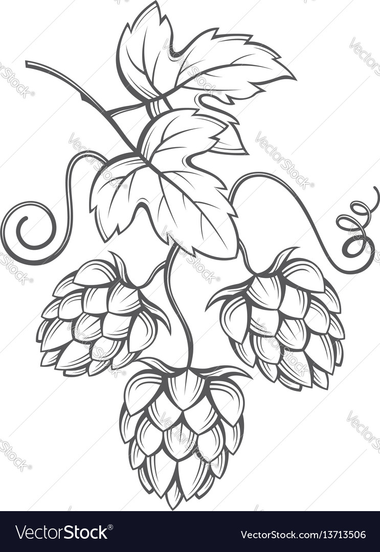 Image of hops Royalty Free Vector Image - VectorStock