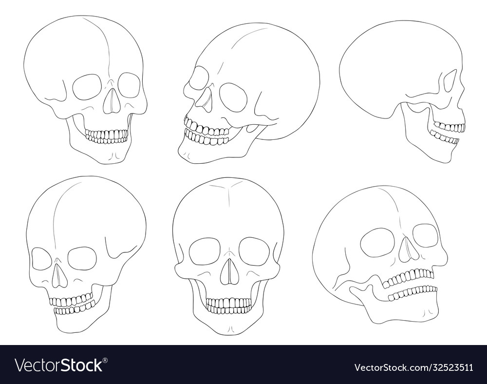 A human skull on white background with single