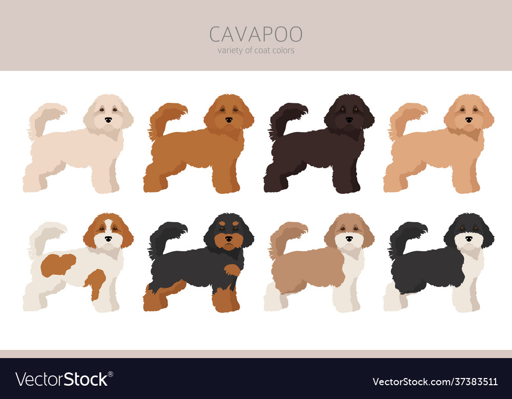 Cavapoo coat hot sale