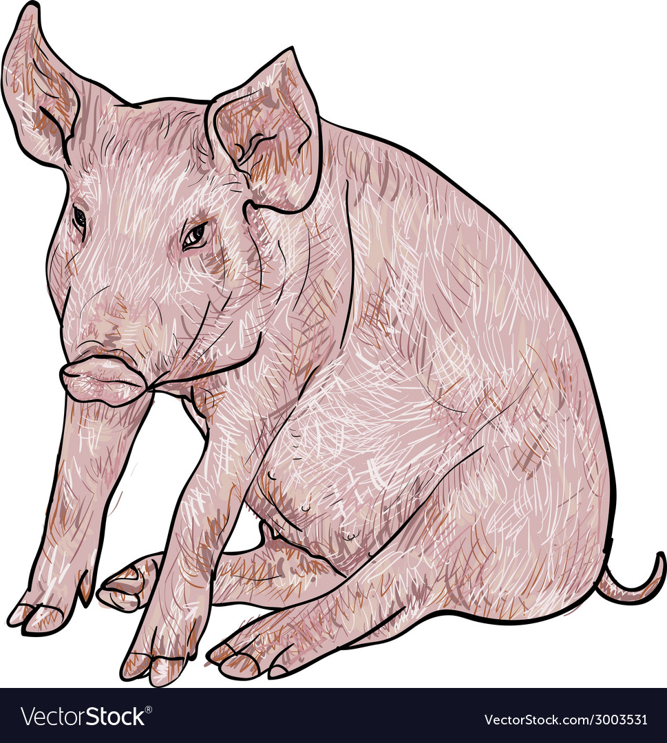 Drawing of pig