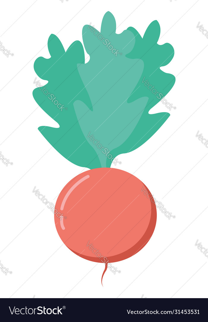 Radish on white background